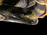 中文名:黑唇青斑海蛇(00002238)學名:Laticauda laticauda(00002238)英文名:Black-lipped Sea Krait