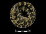 中文名:黑唇青斑海蛇(00002238)學名:Laticauda laticauda(00002238)英文名:Black-lipped Sea Krait