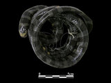 中文名:黑唇青斑海蛇(00002238)學名:Laticauda laticauda(00002238)英文名:Black-lipped Sea Krait