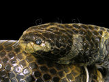 中文名:黑唇青斑海蛇(00002240)學名:Laticauda laticauda(00002240)英文名:Black-lipped Sea Krait