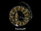 中文名:黑唇青斑海蛇(00002240)學名:Laticauda laticauda(00002240)英文名:Black-lipped Sea Krait