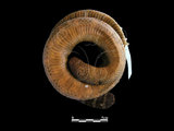 中文名:闊帶青斑海蛇(00002218)學名:Laticauda semifasciata(00002218)英文名:Wide-striped Sea Krait