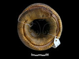 中文名:闊帶青斑海蛇(00002226)學名:Laticauda semifasciata(00002226)英文名:Wide-striped Sea Krait