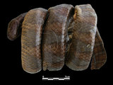 中文名:闊帶青斑海蛇(00002226)學名:Laticauda semifasciata(00002226)英文名:Wide-striped Sea Krait