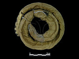 中文名:黑背海蛇(00002188)學名:Pelamis platurus(00002188)英文名:Yellow-bellied Sea Snake