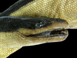 中文名:黑背海蛇(00002341)學名:Pelamis platurus(00002341)英文名:Yellow-bellied Sea Snake