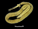 中文名:黑背海蛇(00002341)學名:Pelamis platurus(00002341)英文名:Yellow-bellied Sea Snake