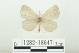 中文名:白紋黑小灰蝶(1282-18647)學名:Spalgis epeus dilama (Moore, 1878)(1282-18647)