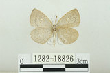 中文名:白紋黑小灰蝶(1282-18826)學名:Spalgis epeus dilama (Moore, 1878)(1282-18826)