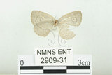 中文名:白紋黑小灰蝶(2909-31)學名:Spalgis epeus dilama (Moore, 1878)(2909-31)