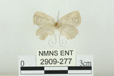 中文名:白紋黑小灰蝶(2909-277)學名:Spalgis epeus dilama (Moore, 1878)(2909-277)