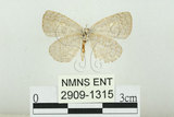 中文名:白紋黑小灰蝶(2909-1315)學名:Spalgis epeus dilama (Moore, 1878)(2909-1315)