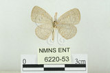 中文名:白紋黑小灰蝶(6220-53)學名:Spalgis epeus dilama (Moore, 1878)(6220-53)