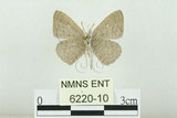 中文名:白紋黑小灰蝶(6220-10)學名:Spalgis epeus dilama (Moore, 1878)(6220-10)