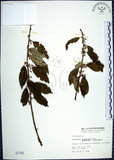 中文名:臺灣胡頹子(S001795)學名:Elaeagnus formosana Nakai(S001795)英文名:Formosan Elaeagnus