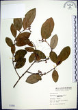 中文名:臺灣胡頹子(S001858)學名:Elaeagnus formosana Nakai(S001858)英文名:Formosan Elaeagnus