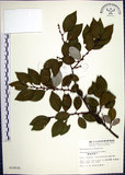 中文名:臺灣胡頹子(S010035)學名:Elaeagnus formosana Nakai(S010035)英文名:Formosan Elaeagnus