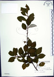 中文名:臺灣胡頹子(S010036)學名:Elaeagnus formosana Nakai(S010036)英文名:Formosan Elaeagnus