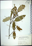 中文名:臺灣胡頹子(S076221)學名:Elaeagnus formosana Nakai(S076221)英文名:Formosan Elaeagnus