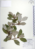 中文名:臺灣胡頹子(S090714)學名:Elaeagnus formosana Nakai(S090714)英文名:Formosan Elaeagnus