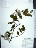 中文名:臺灣胡頹子(S124478)學名:Elaeagnus formosana Nakai(S124478)英文名:Formosan Elaeagnus