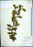 中文名:臺灣胡頹子(S130028)學名:Elaeagnus formosana Nakai(S130028)英文名:Formosan Elaeagnus
