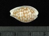 中文名:花鹿寶螺 (001737-00080)學名:Cypraea cribraria Linnaeus, 1758(001737-00080)