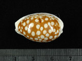 中文名:花鹿寶螺 (002368-00399)學名:Cypraea cribraria Linnaeus, 1758(002368-00399)