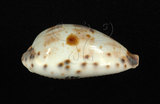 中文名:黑齒寶螺 (002368-00401)學名:Cypraea pulchella Swainson, 1823(002368-00401)