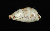 中文名:黑齒寶螺 (002368-00401)學名:Cypraea pulchella Swainson, 1823(002368-00401)