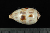 中文名:黑齒寶螺 (002368-00401)學名:Cypraea pulchella Swainson, 1823(002368-00401)