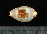 中文名:塊斑寶螺 (002386-00006)學名:Cypraea stolida Linnaeus, 1758(002386-00006)