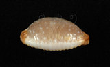 中文名:雞皮寶螺 (003765-00088)學名:Cypraea limacina Lamarck, 1810(003765-00088)