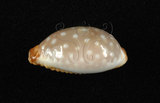 中文名:雞皮寶螺 (003765-00088)學名:Cypraea limacina Lamarck, 1810(003765-00088)