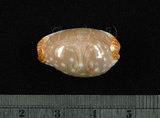 中文名:雞皮寶螺 (003765-00088)學名:Cypraea limacina Lamarck, 1810(003765-00088)