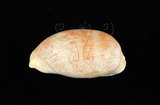 中文名:紫口寶螺(001737-00084)學名:Cypraea carneola Linnaeus, 1758(001737-00084)