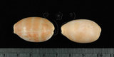 中文名:紫口寶螺(001737-00084)學名:Cypraea carneola Linnaeus, 1758(001737-00084)