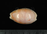 中文名:紫口寶螺(001737-00085)學名:Cypraea carneola Linnaeus, 1758(001737-00085)