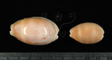 中文名:紫口寶螺(001737-00085)學名:Cypraea carneola Linnaeus, 1758(001737-00085)