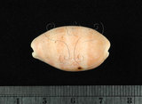中文名:紫口寶螺(002119-00016)學名:Cypraea carneola Linnaeus, 1758(002119-00016)