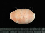 中文名:紫口寶螺(002119-00017)學名:Cypraea carneola Linnaeus, 1758(002119-00017)