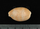 中文名:紫口寶螺(002119-00018)學名:Cypraea carneola Linnaeus, 1758(002119-00018)