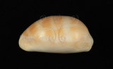 中文名:紫口寶螺(002386-00010)學名:Cypraea carneola Linnaeus, 1758(002386-00010)