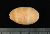 中文名:紫口寶螺(002386-00010)學名:Cypraea carneola Linnaeus, 1758(002386-00010)