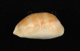 中文名:紫口寶螺(002386-00011)學名:Cypraea carneola Linnaeus, 1758(002386-00011)