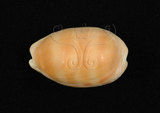 中文名:紫口寶螺(002386-00011)學名:Cypraea carneola Linnaeus, 1758(002386-00011)