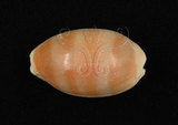 中文名:紫口寶螺(002386-00012)學名:Cypraea carneola Linnaeus, 1758(002386-00012)