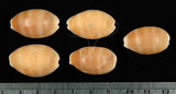 中文名:紫口寶螺(002386-00012)學名:Cypraea carneola Linnaeus, 1758(002386-00012)