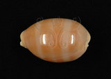 中文名:紫口寶螺(002534-00088)學名:Cypraea carneola Linnaeus, 1758(002534-00088)