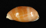 中文名:紫口寶螺(002629-00035)學名:Cypraea carneola Linnaeus, 1758(002629-00035)